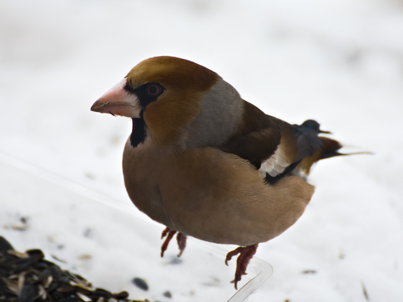 And at our window... - My, Birds, Dubonos, Bird watching, Winter, Woodpeckers, Bullfinches, Longpost, Trough