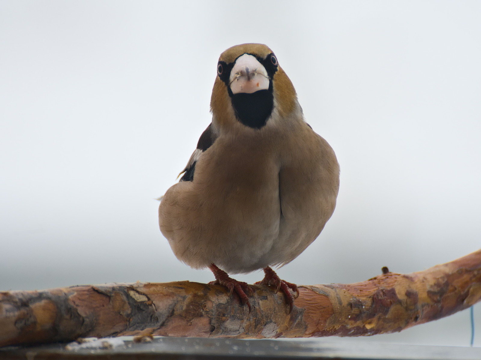 And at our window... - My, Birds, Dubonos, Bird watching, Winter, Woodpeckers, Bullfinches, Longpost, Trough