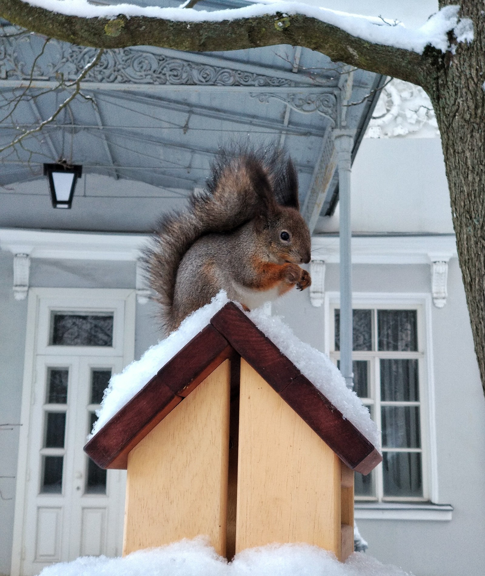 Snowy Sunday. - My, Forest, Winter, Squirrel, Car, Nature, Beginning photographer, Longpost