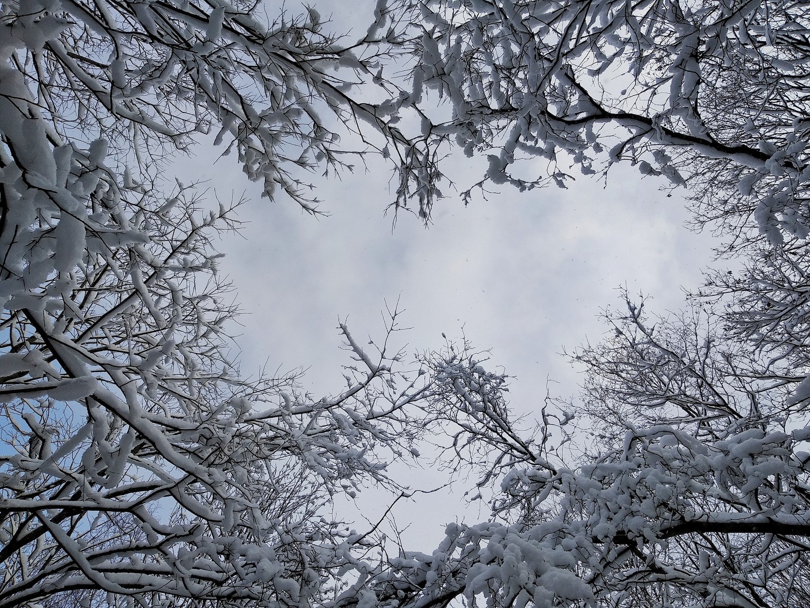 Snowy Sunday. - My, Forest, Winter, Squirrel, Car, Nature, Beginning photographer, Longpost