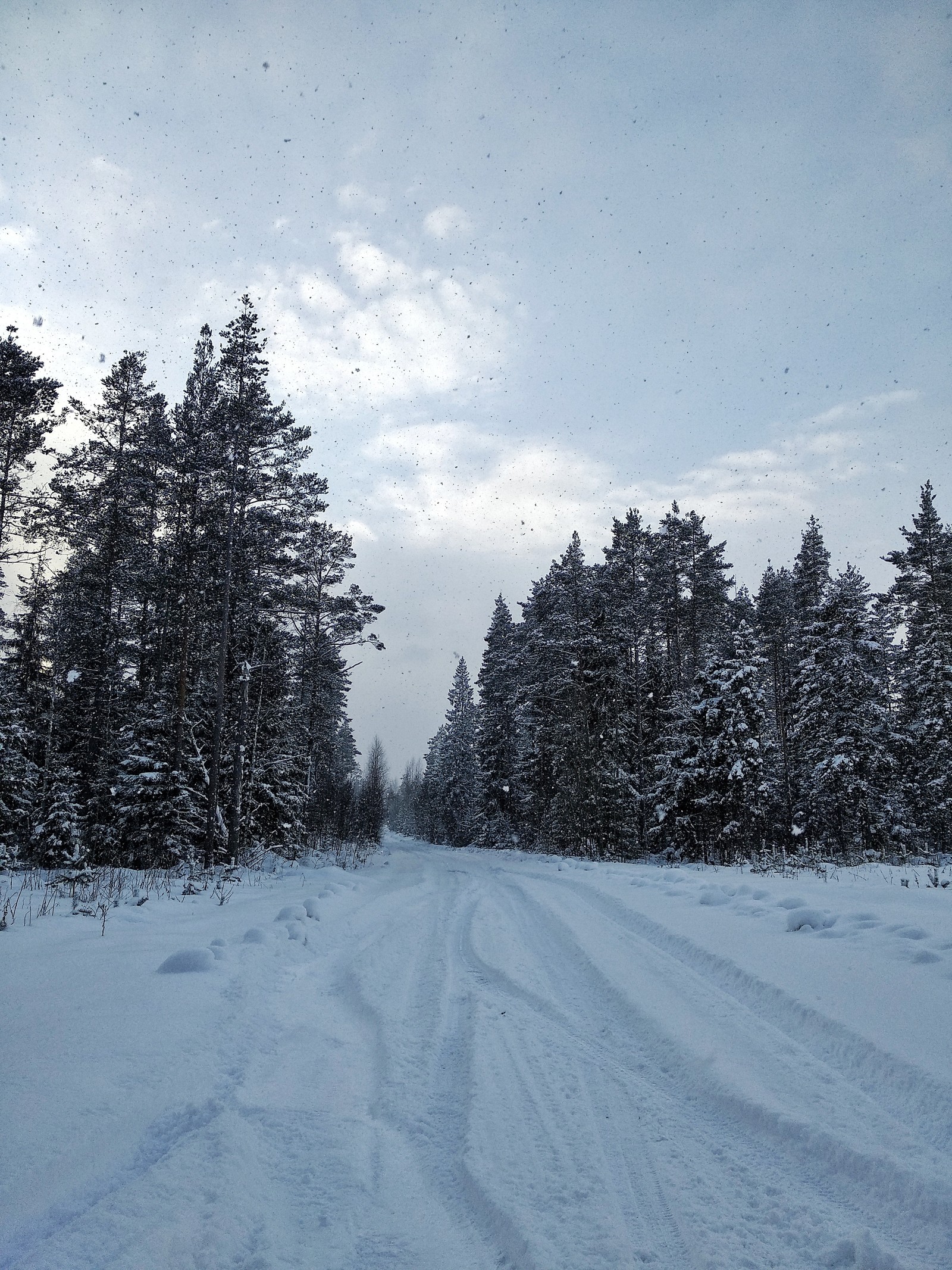 Snowy Sunday. - My, Forest, Winter, Squirrel, Car, Nature, Beginning photographer, Longpost