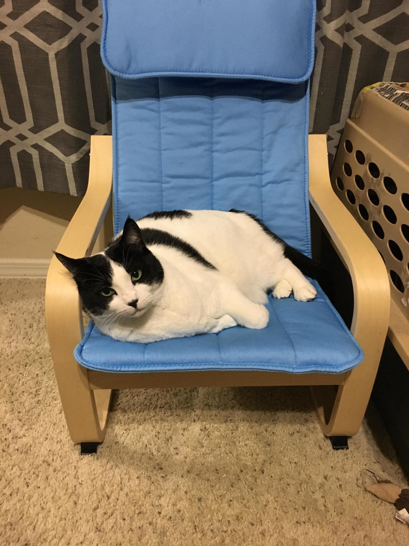 The cat occupied the sofa and did not let anyone sit on it, so we bought him a chair - cat, Place, Sofa, Reddit