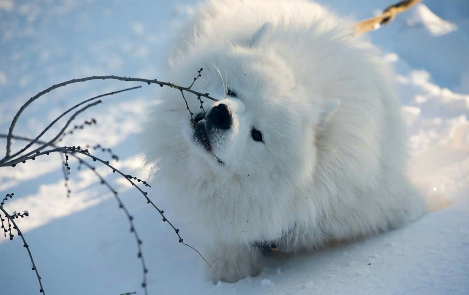 Mimicry once a year - My, Dog, Samoyed, Longpost, Winter