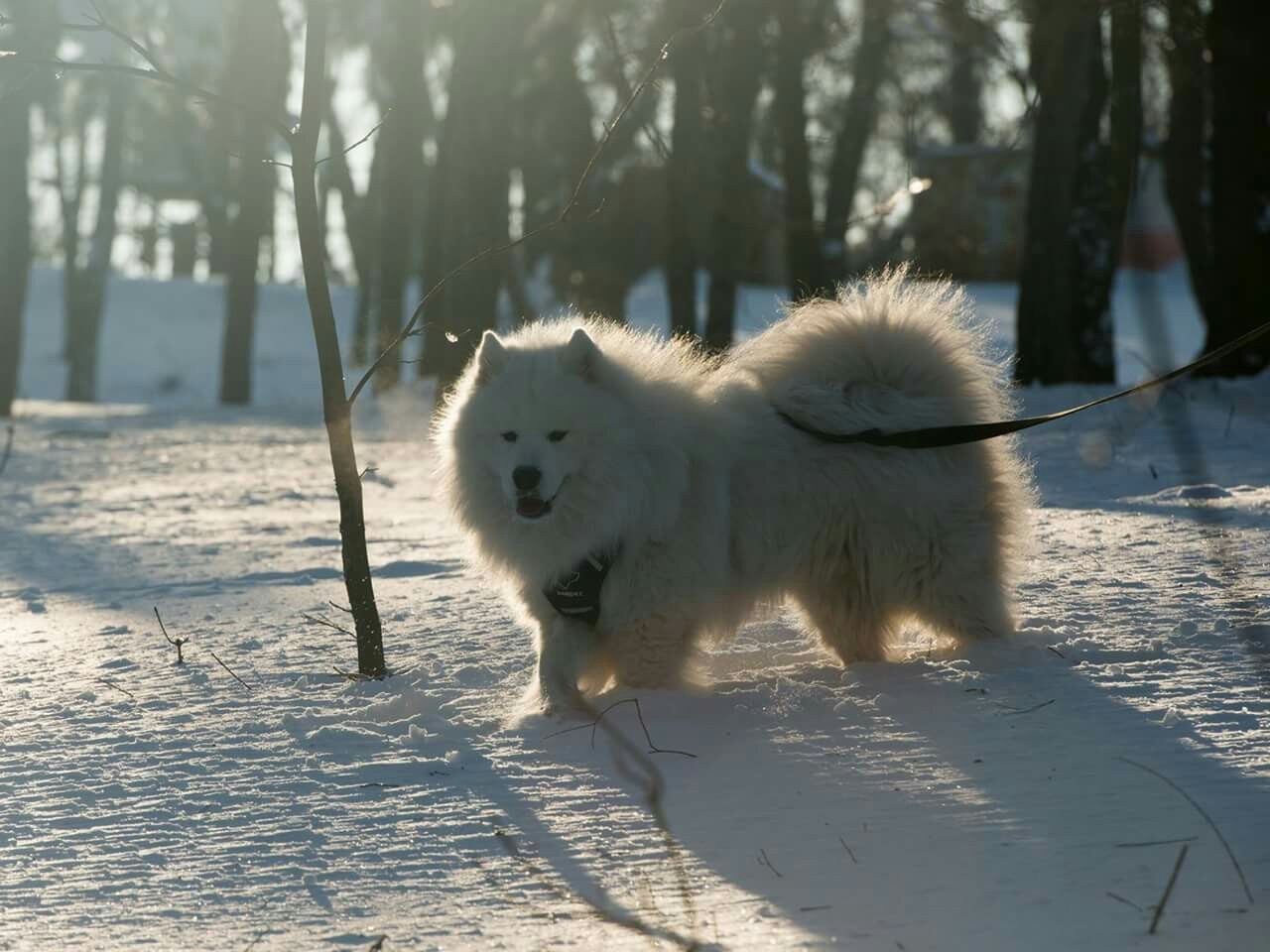 Mimicry once a year - My, Dog, Samoyed, Longpost, Winter