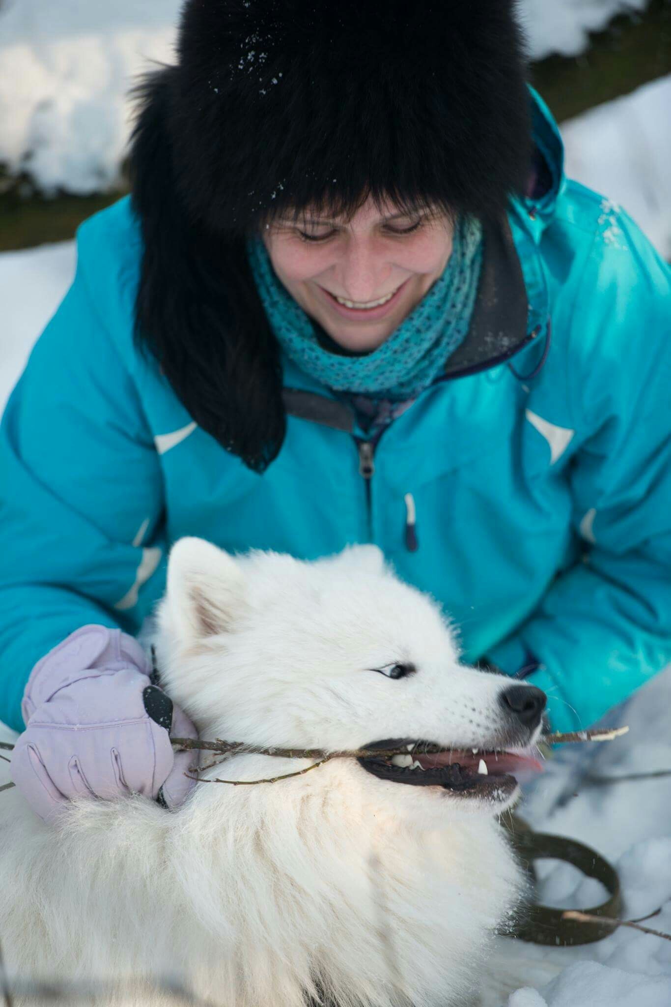 Mimicry once a year - My, Dog, Samoyed, Longpost, Winter