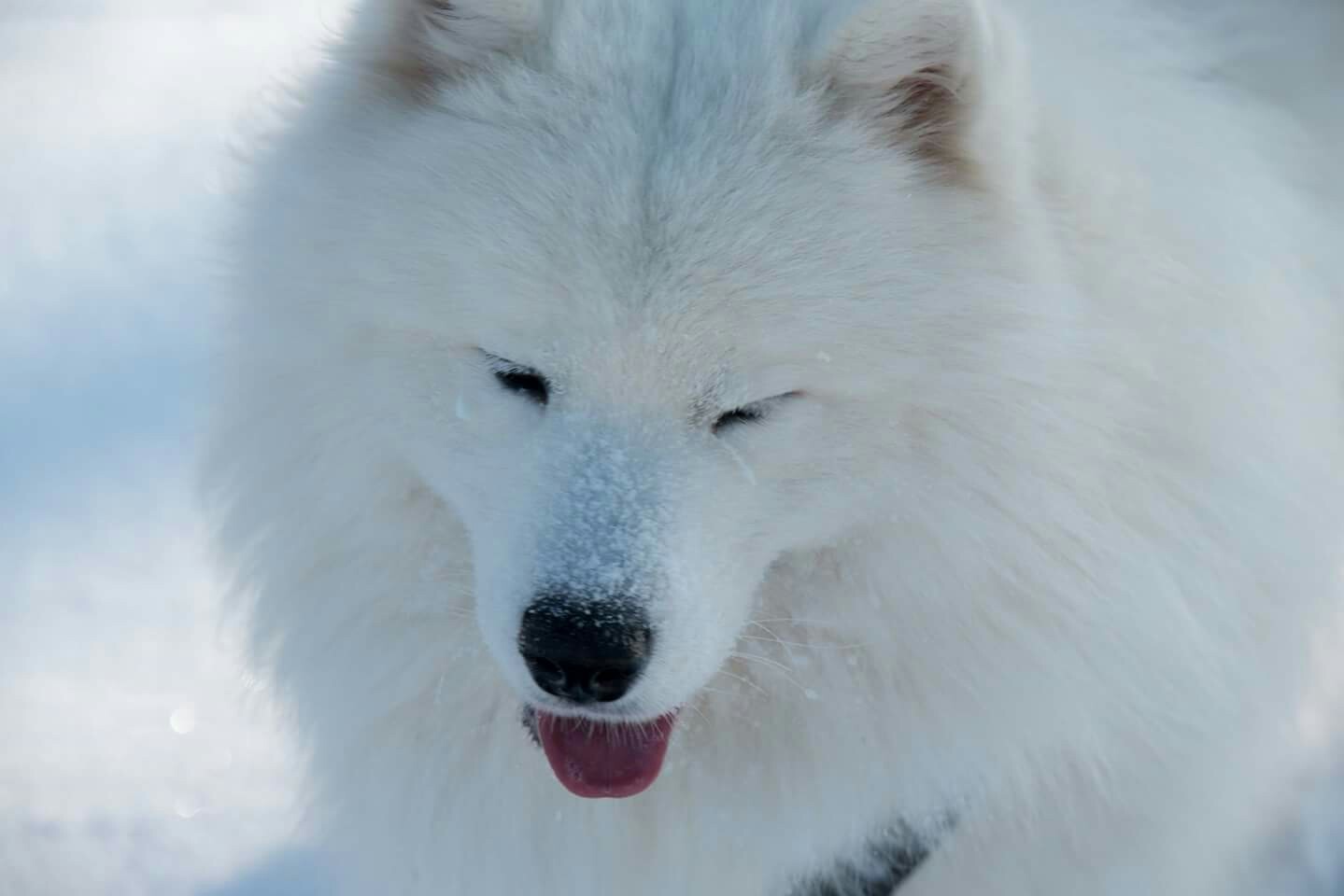 Mimicry once a year - My, Dog, Samoyed, Longpost, Winter