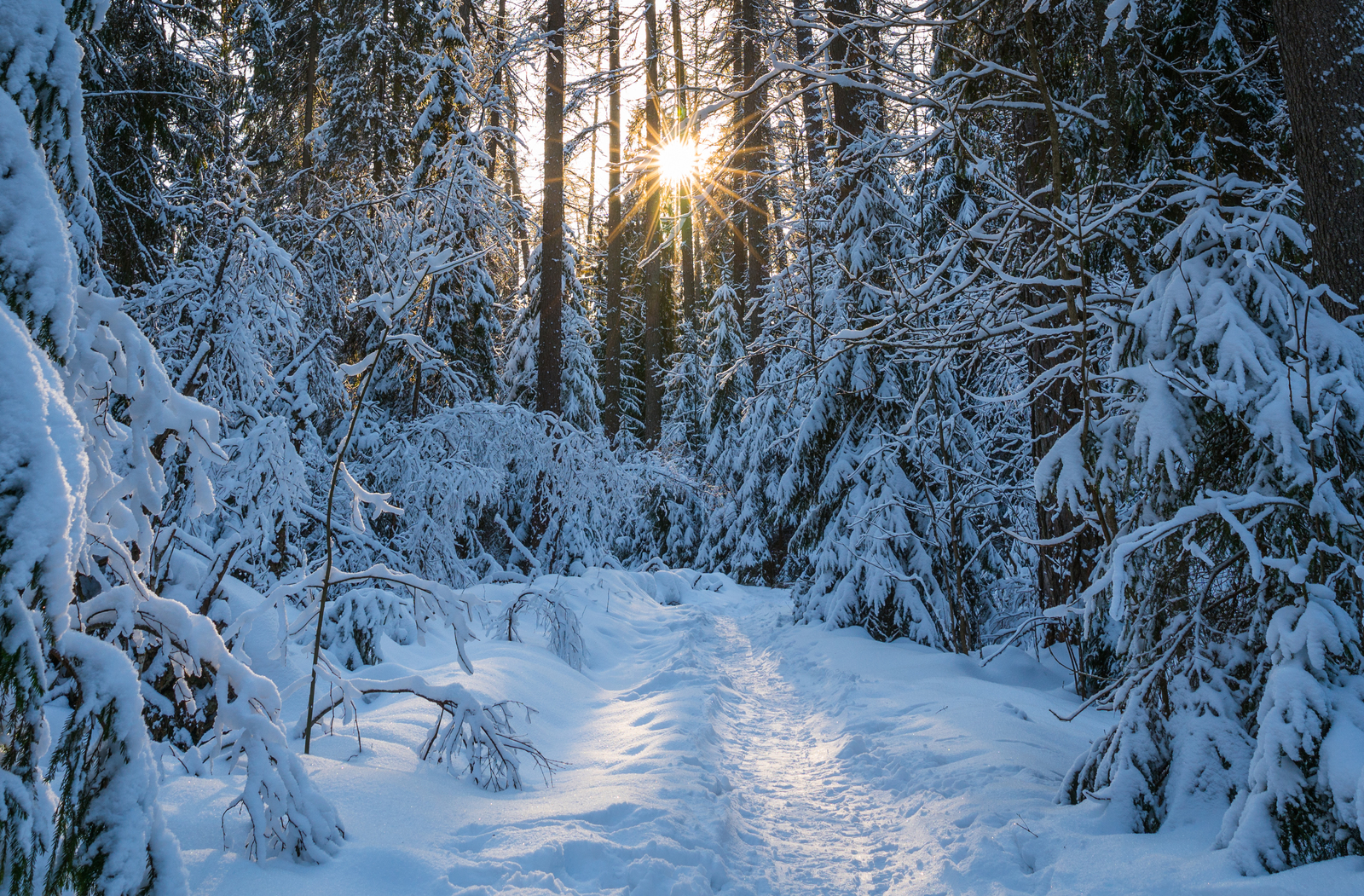 Evening in the forest - My, Forest, Winter, The sun, Snow, Canon 24-70