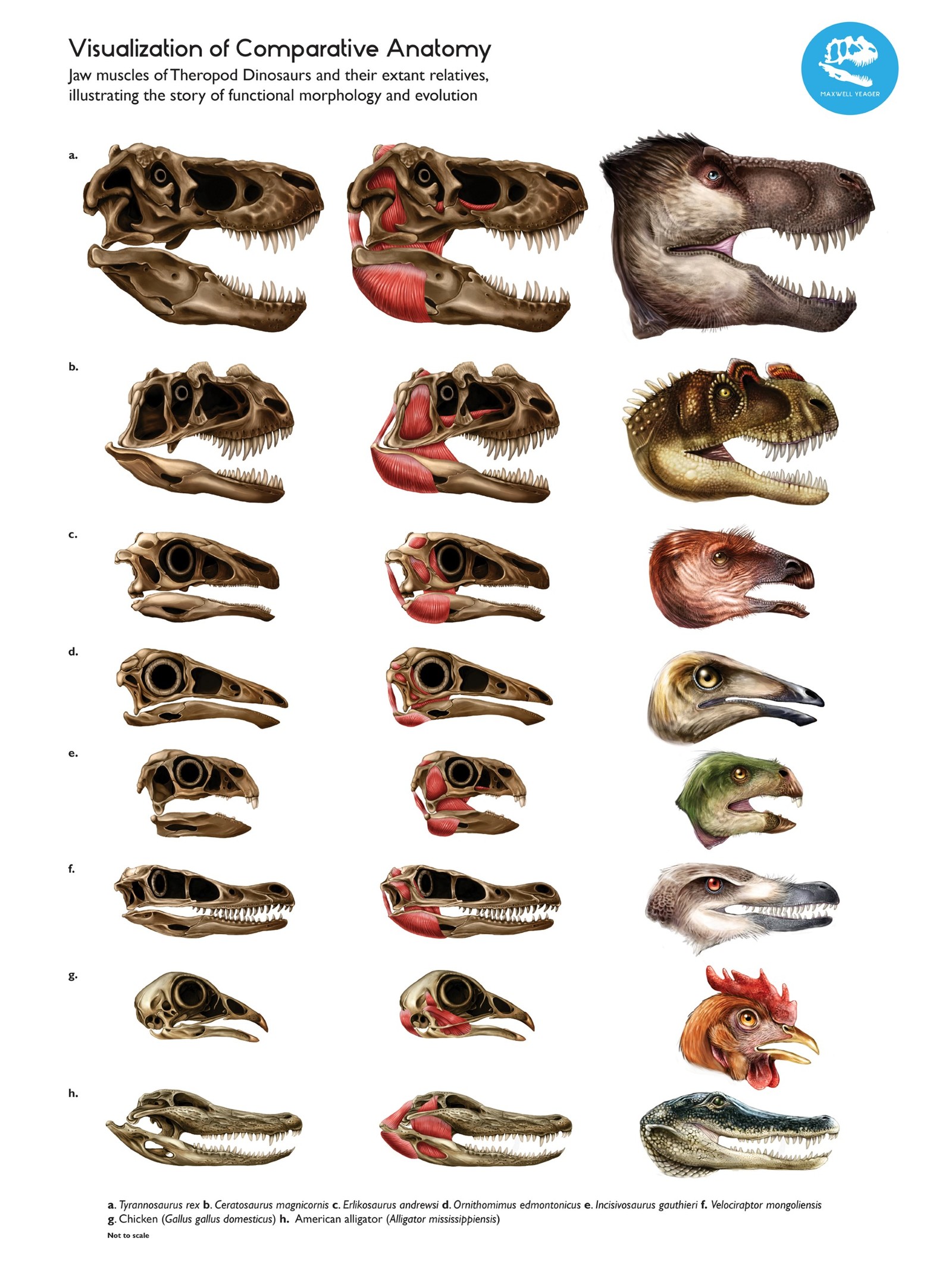 Comparative anatomy of extinct dinosaurs with modern animals - Dinosaurs, Birds, Anatomy, Paleontology