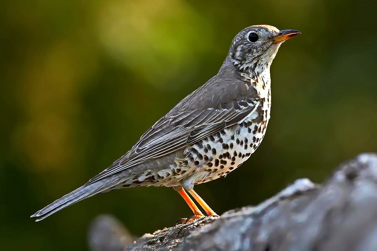 Thrush. What are they? - Birds, Ornithology, Biology, Thrush, , Longpost