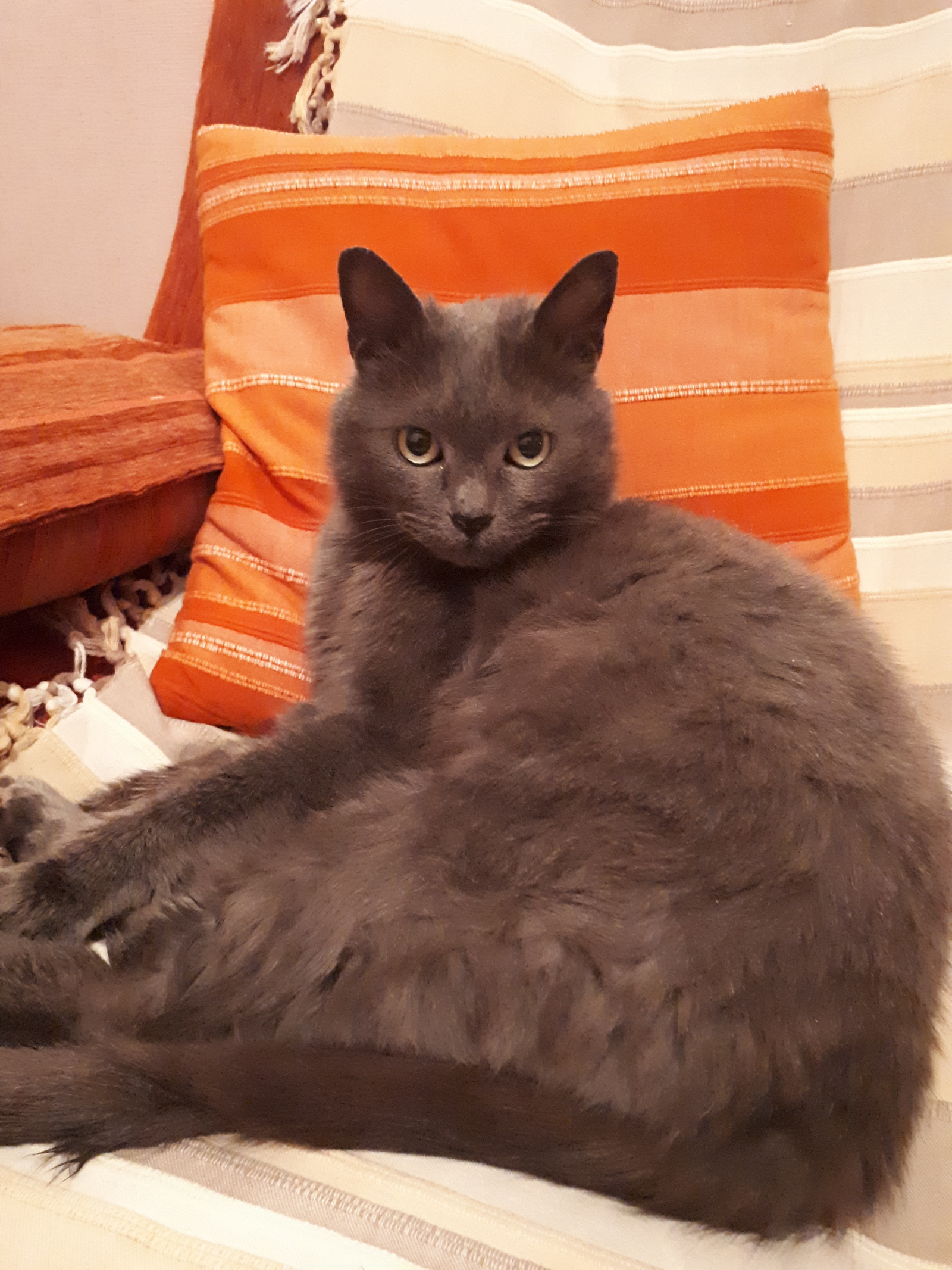 A young gray cat is looking for a good owner (Vladivostok) - My, Found a cat, , cat, , Longpost, In good hands