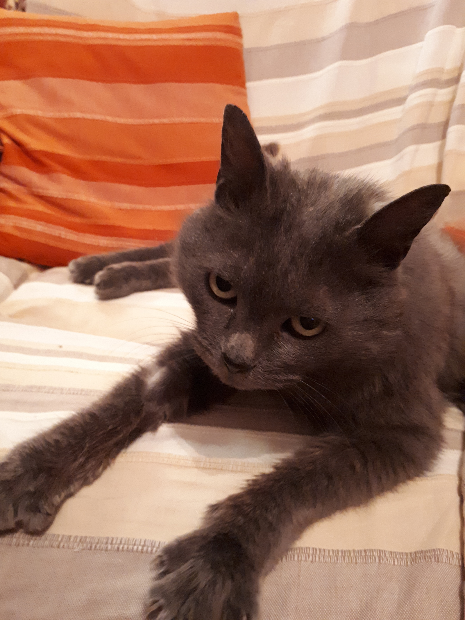 A young gray cat is looking for a good owner (Vladivostok) - My, Found a cat, , cat, , Longpost, In good hands