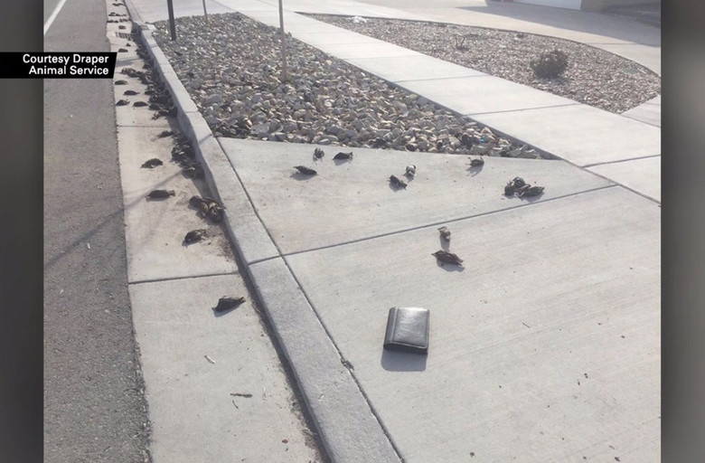 In Utah, HUNDREDS OF DEAD BIRDS suddenly fell from the sky - Birds, , Starling, USA, Longpost