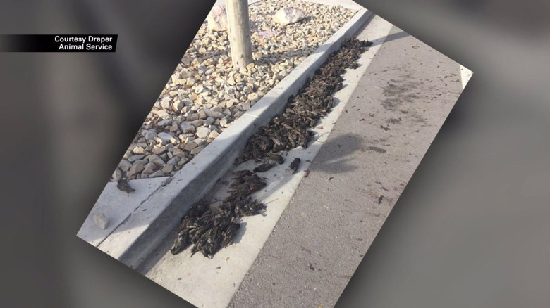 In Utah, HUNDREDS OF DEAD BIRDS suddenly fell from the sky - Birds, , Starling, USA, Longpost