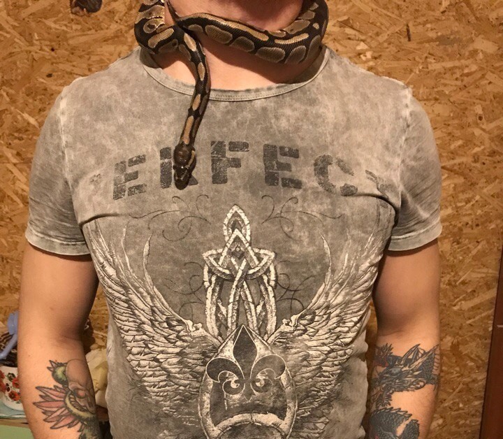 When you have your own personal massage therapist - My, Snake, Python, Royal python, Longpost