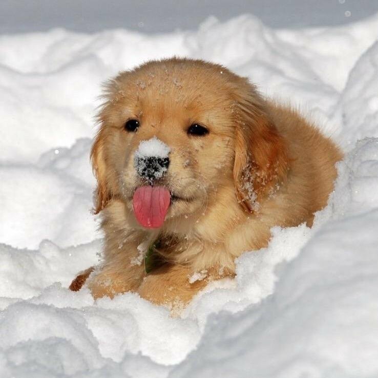 Joy in the snow - Puppies, Joy, Snow, Dog