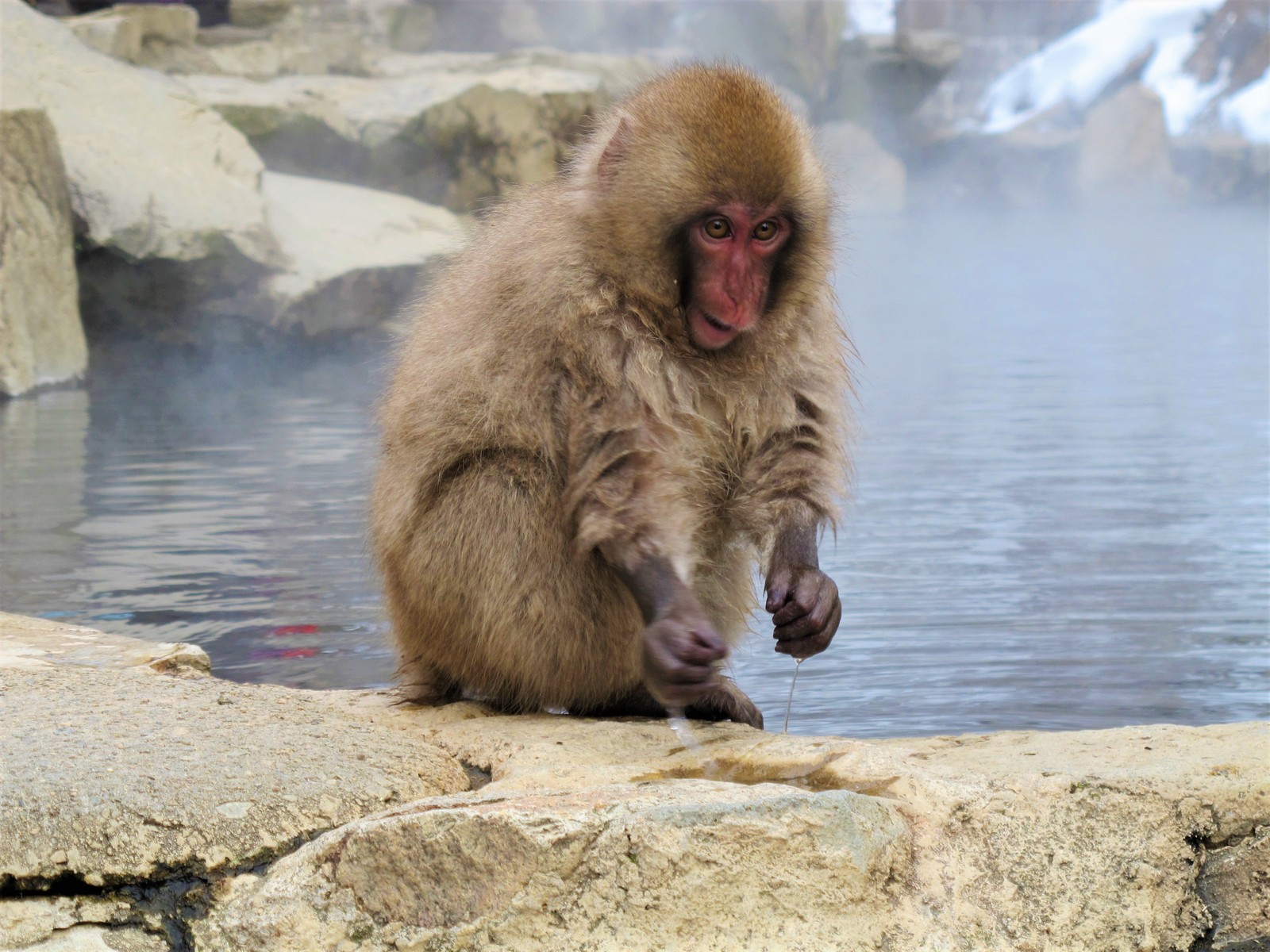 Matsumoto, Nagano, Jigokudani Snow Monkey Park - My, Japan, Travels, Longpost