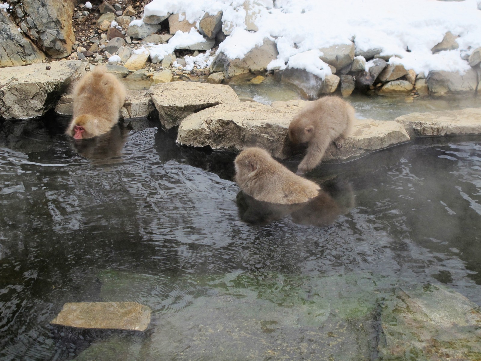 Matsumoto, Nagano, Jigokudani Snow Monkey Park - My, Japan, Travels, Longpost