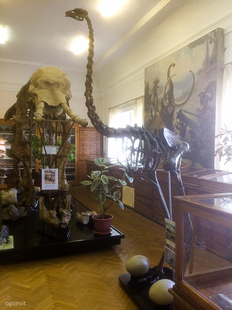 Paleontological Museum in Odessa. - My, Paleontology, Museum, Odessa, Longpost