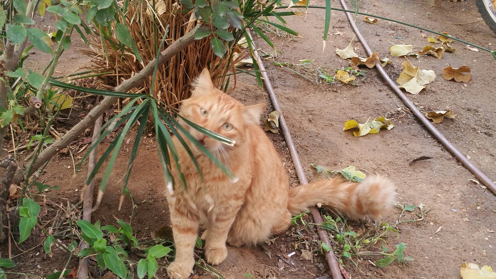 cat from the old town - My, cat, Impudent muzzle, Redheads, , Fluffy, Longpost, Impudence