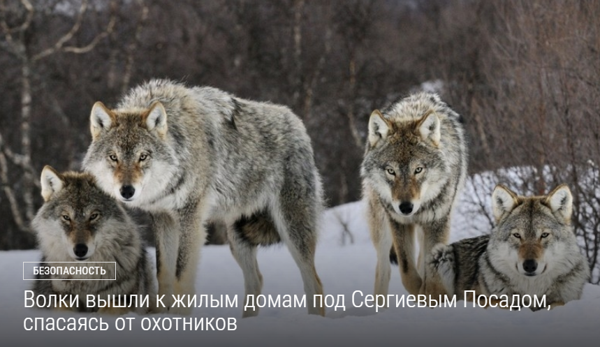 Волки вышли к жилым домам под Сергиевым Посадом, спасаясь от охотников - Новости, Лес, Дикие животные, Волк, Лесной хищник, Животные, Хищные животные