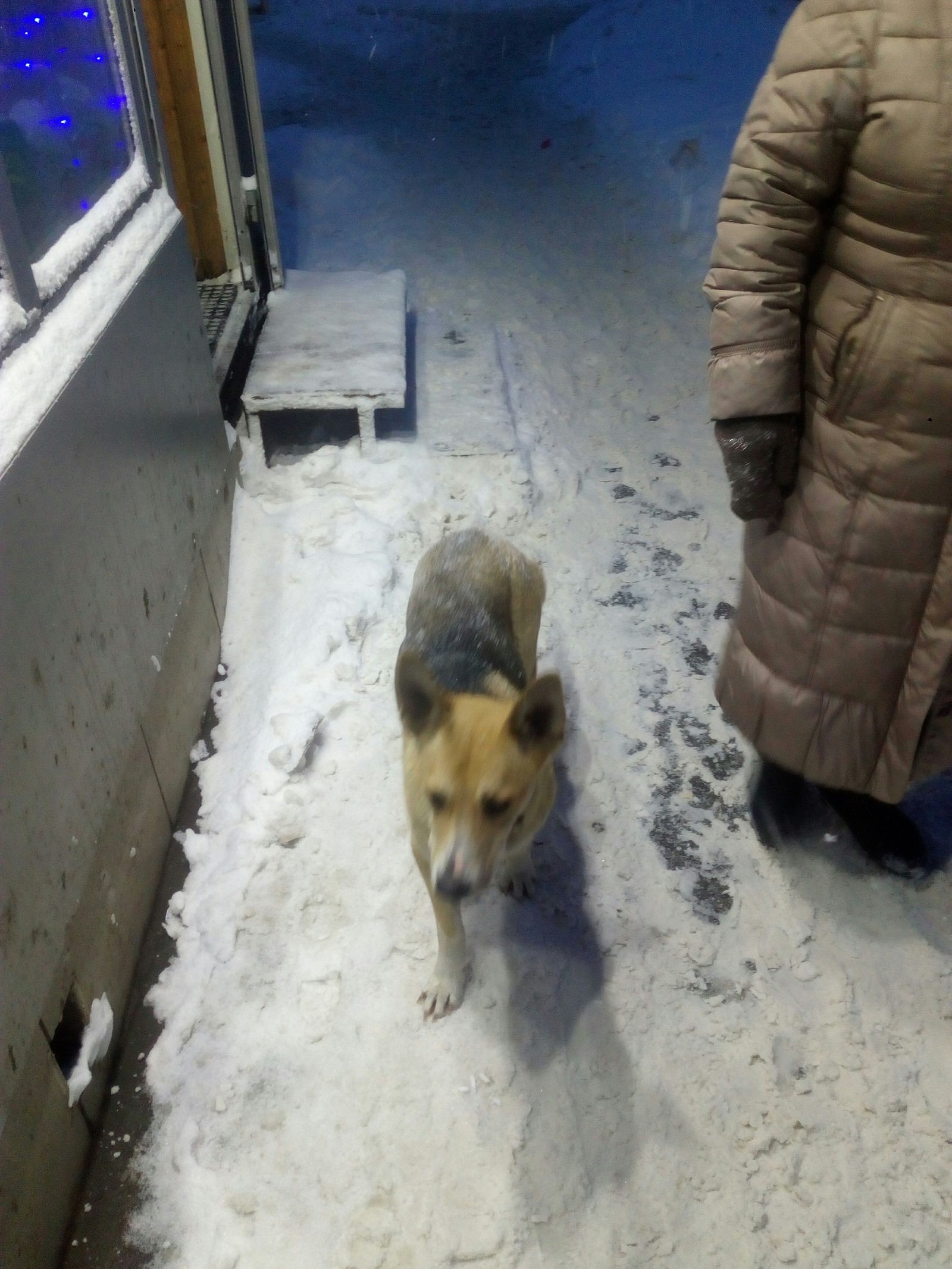 Found a dog. - My, Kazan, Dog, Lost, Longpost