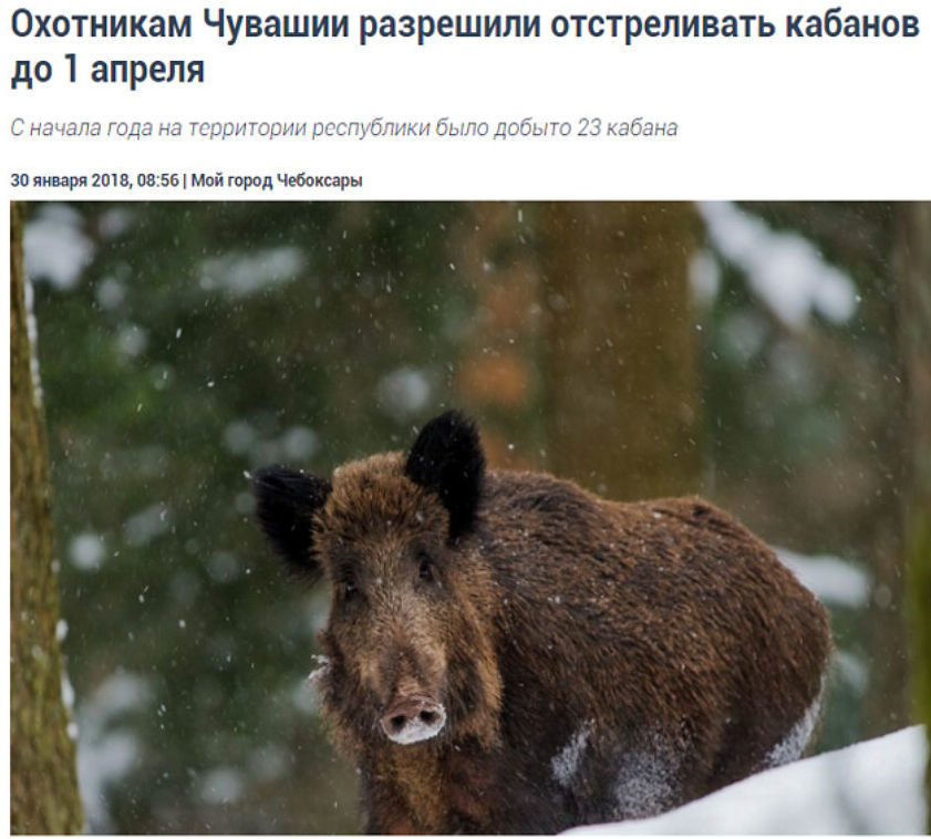 Shoot and just shoot. - Boar, Hunting, Road accident, Logics, Police, Chuvashia