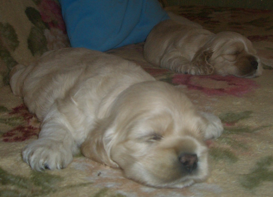 Tired... - My, Spaniel, Young, Children, Dog