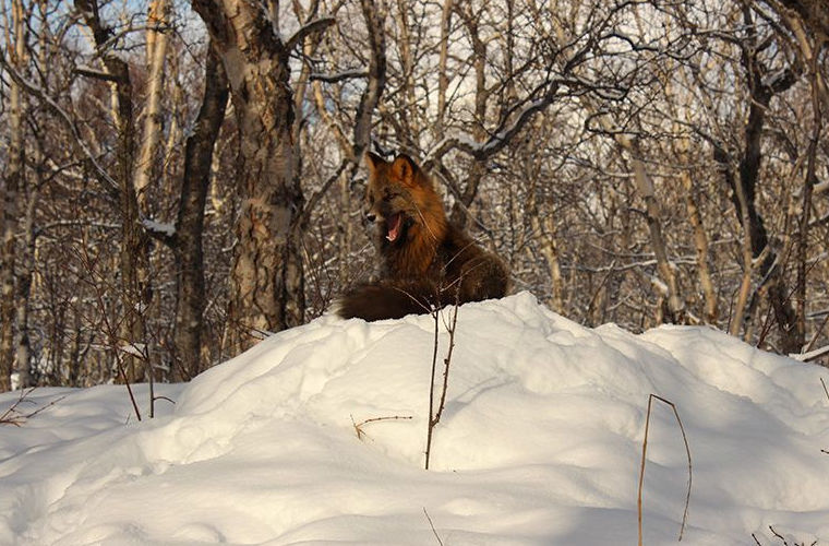 На Камчатке замечена лиса редчайшего окраса - Камчатка, Лиса, Животные, Длиннопост