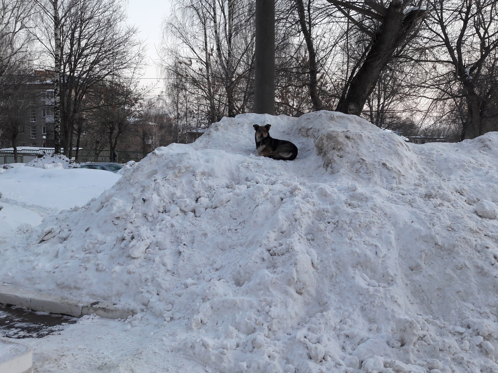 King of the hill - My, Dog, Snow