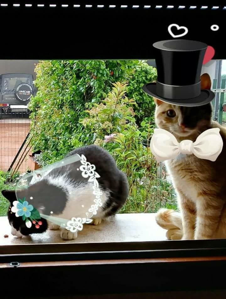 Wedding of the century. Turbo and Munya - My, cat, , , , 