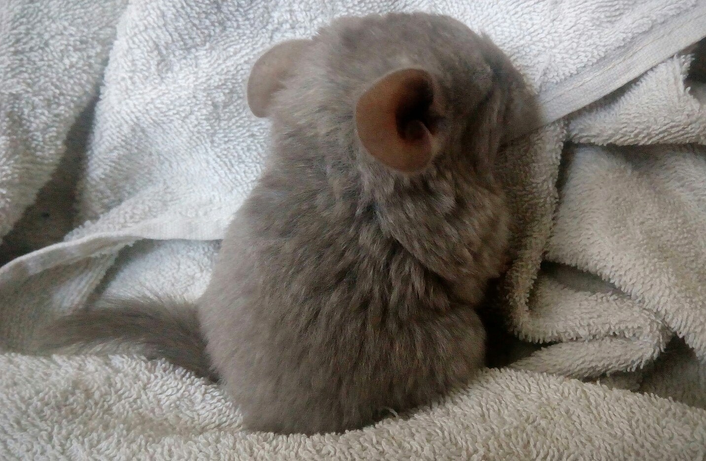 Chinchilla - My, Toddlers, Chinchilla, Animals, Rodents, Milota, Snapshot, The photo, Young, Longpost, Children