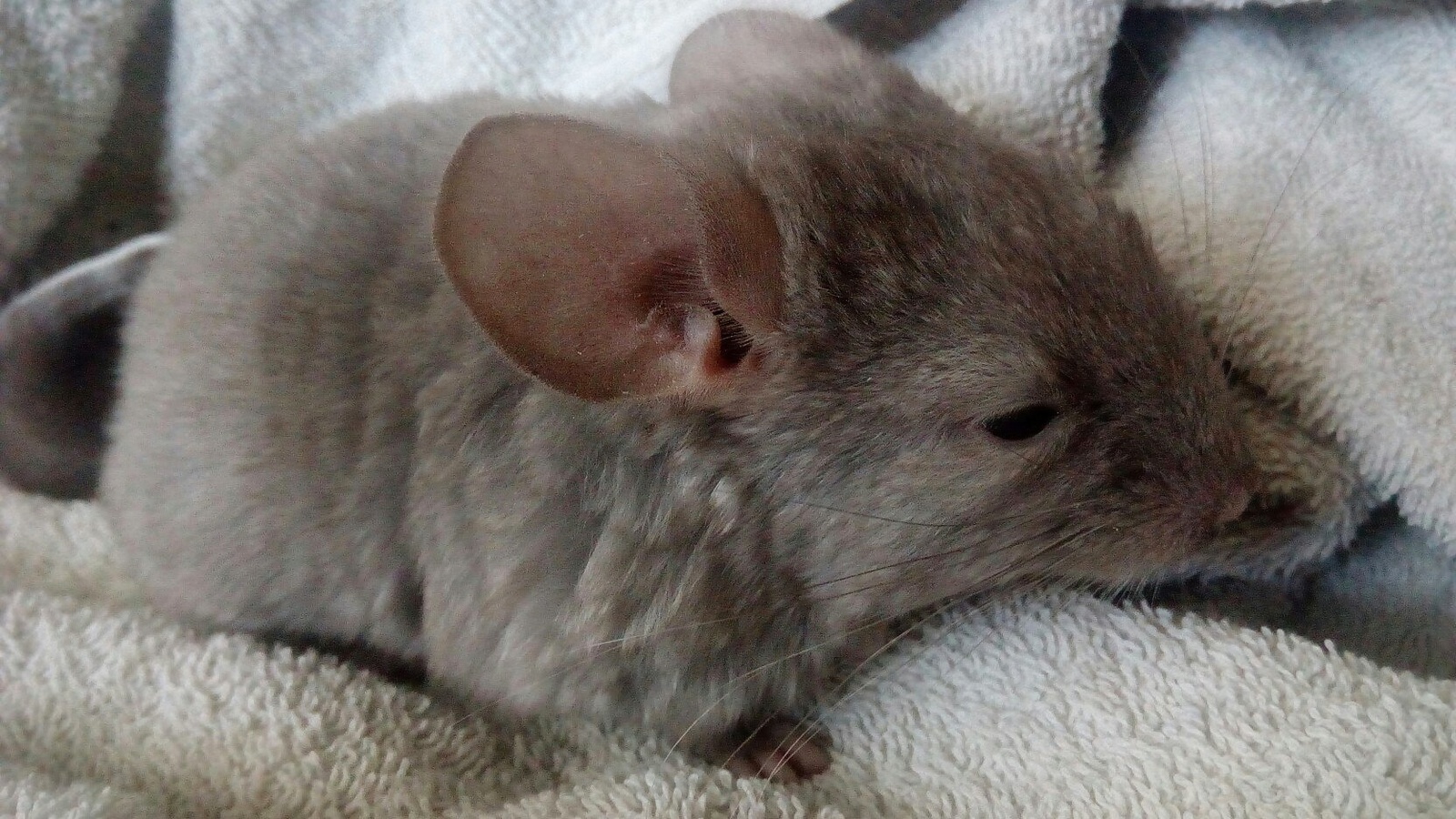 Chinchilla - My, Toddlers, Chinchilla, Animals, Rodents, Milota, Snapshot, The photo, Young, Longpost, Children