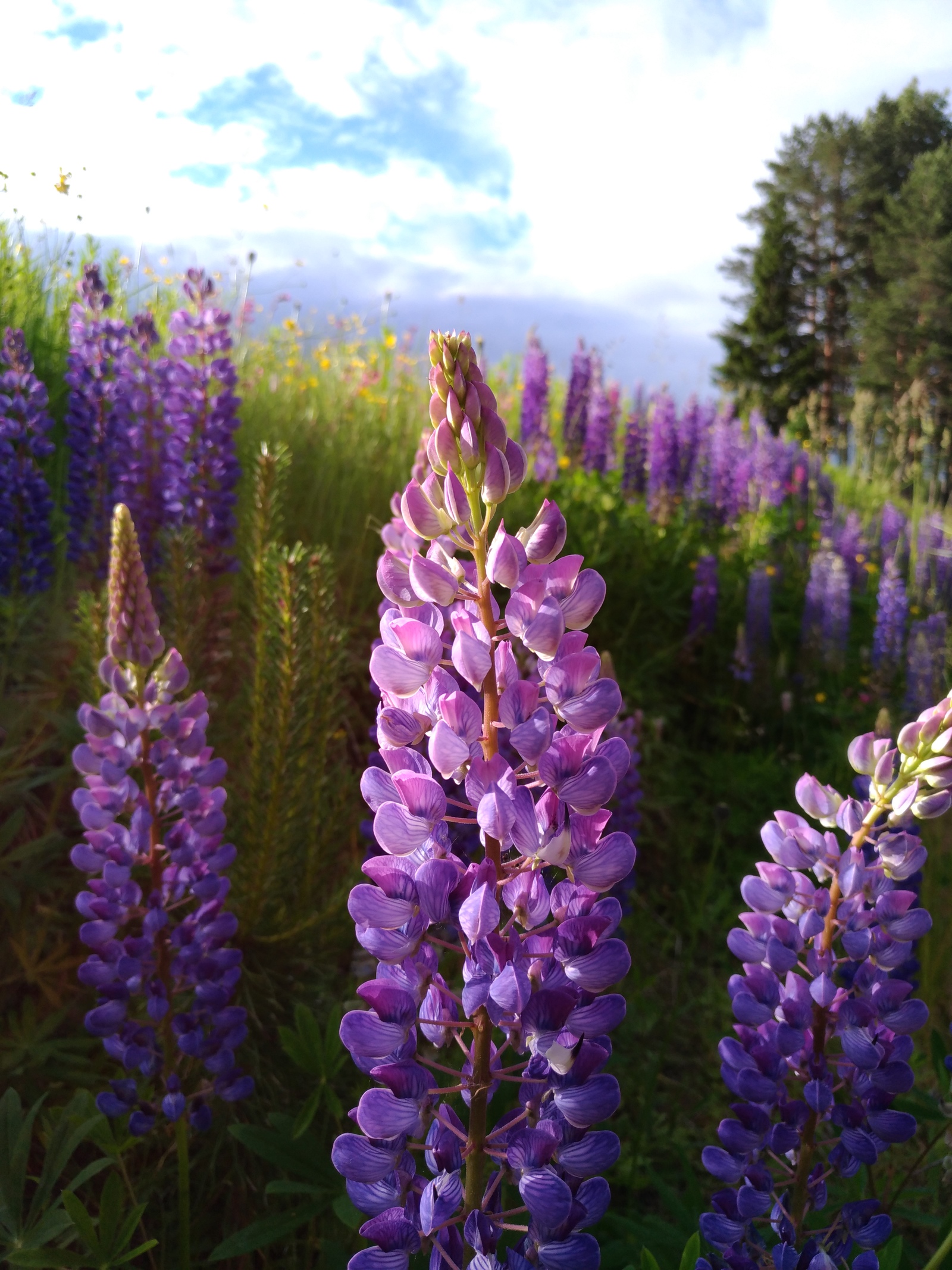 Lupine and a little bit of summer... - My, Beginning photographer, Flowers, Summer, 