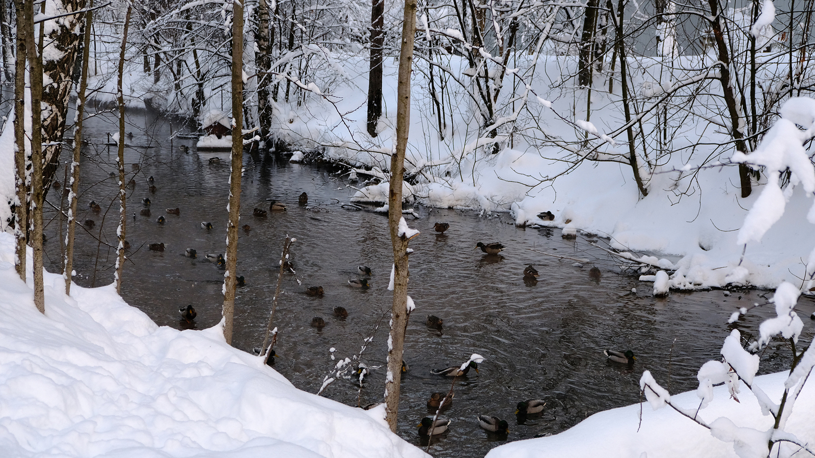 winter ducks - My, The photo, Fujifilm, Winter, Duck, Birds, Longpost