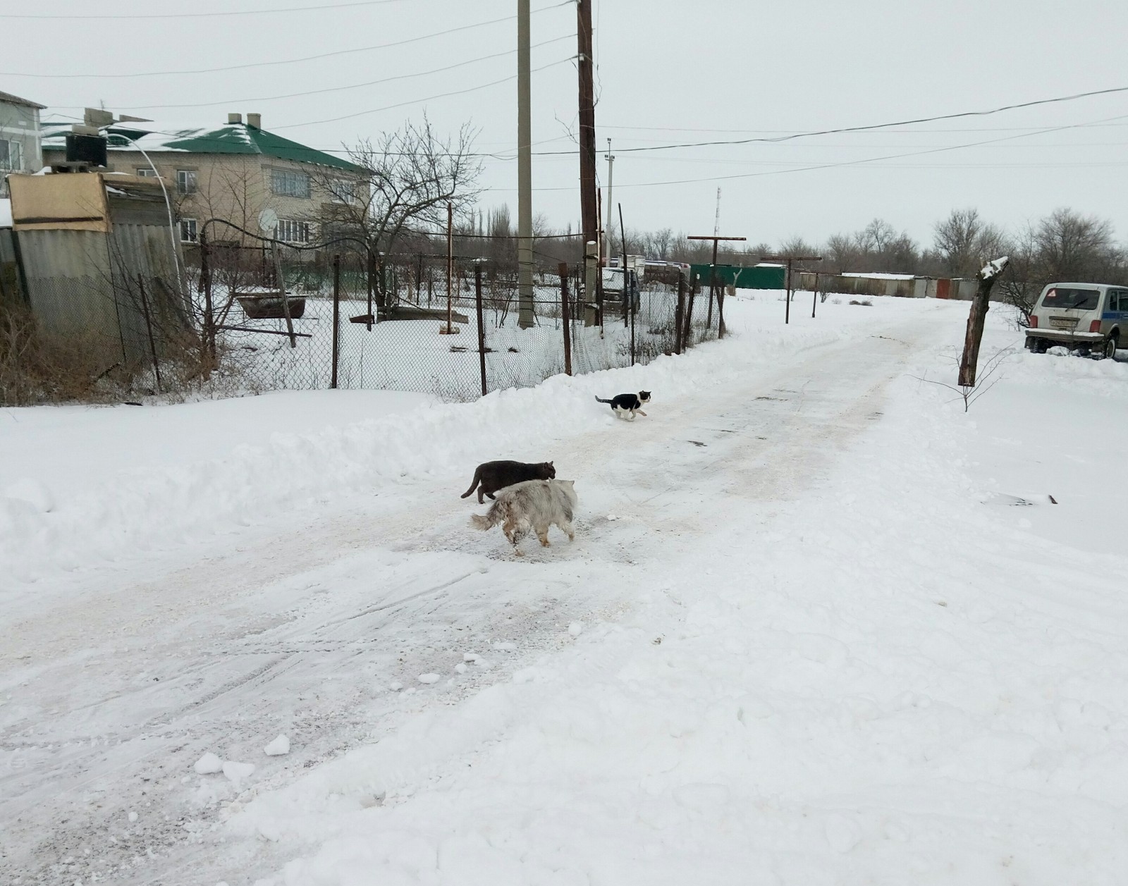 Триии кота, триии хвоста.. - Моё, Кот в сугробе, Котомафия, Зима, Кот