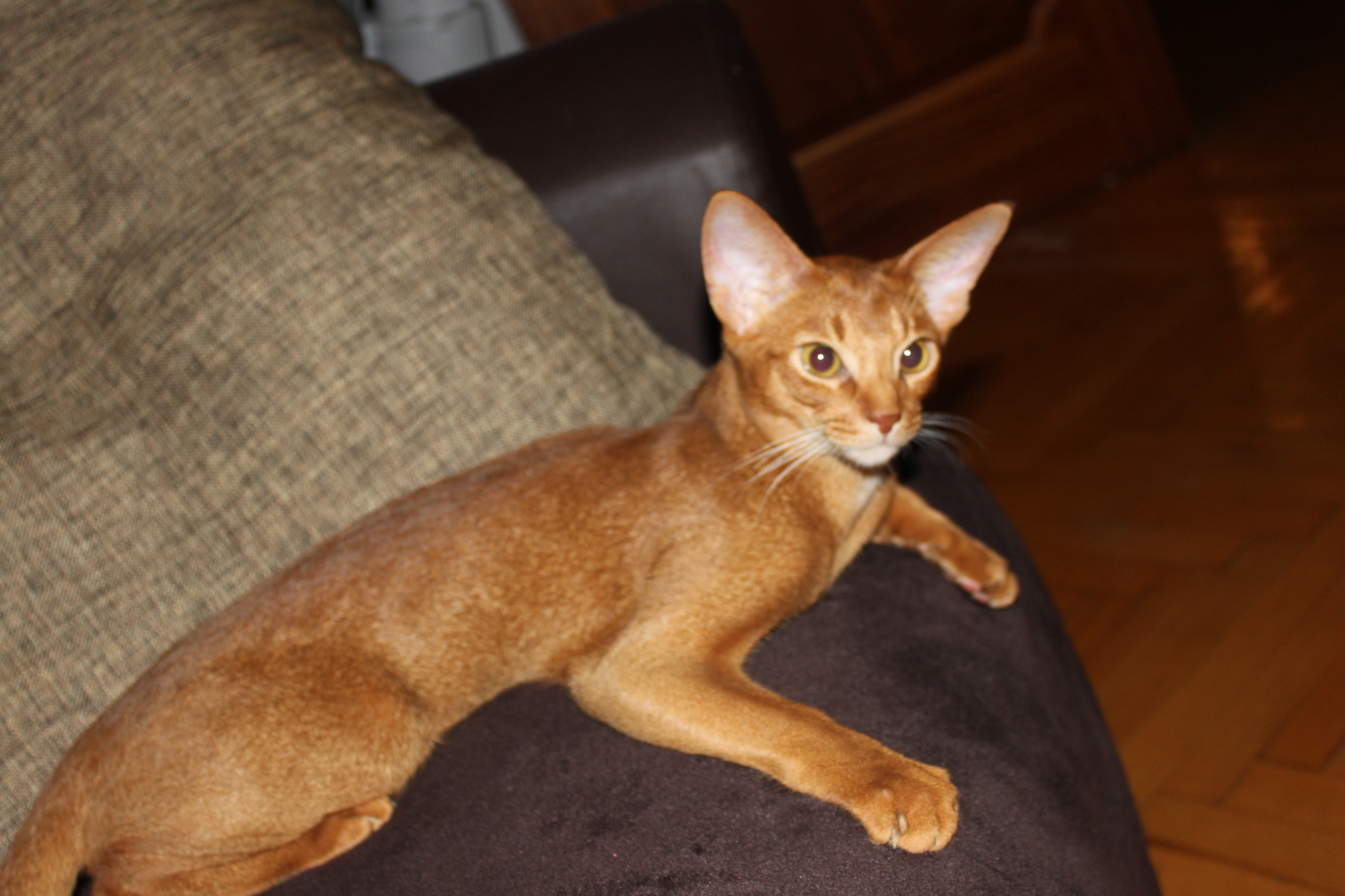 The punk is growing. - My, cat, , Abyssinian cat, Animals, Longpost