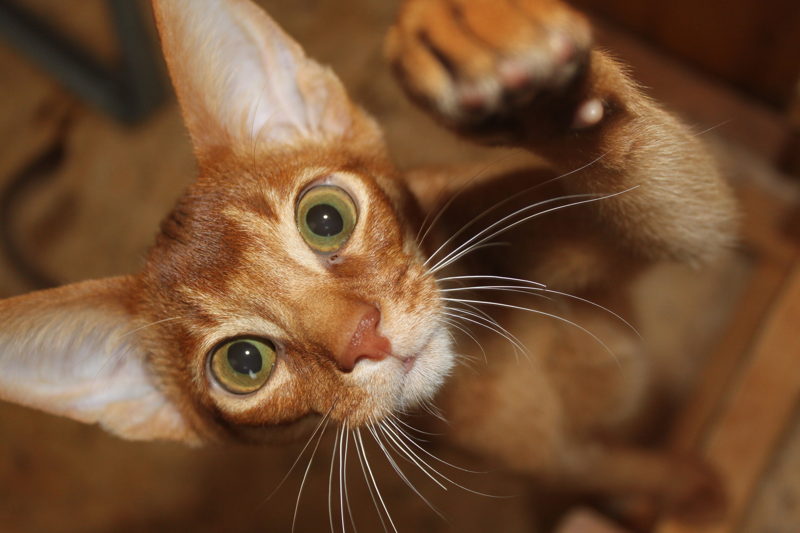 The punk is growing. - My, cat, , Abyssinian cat, Animals, Longpost