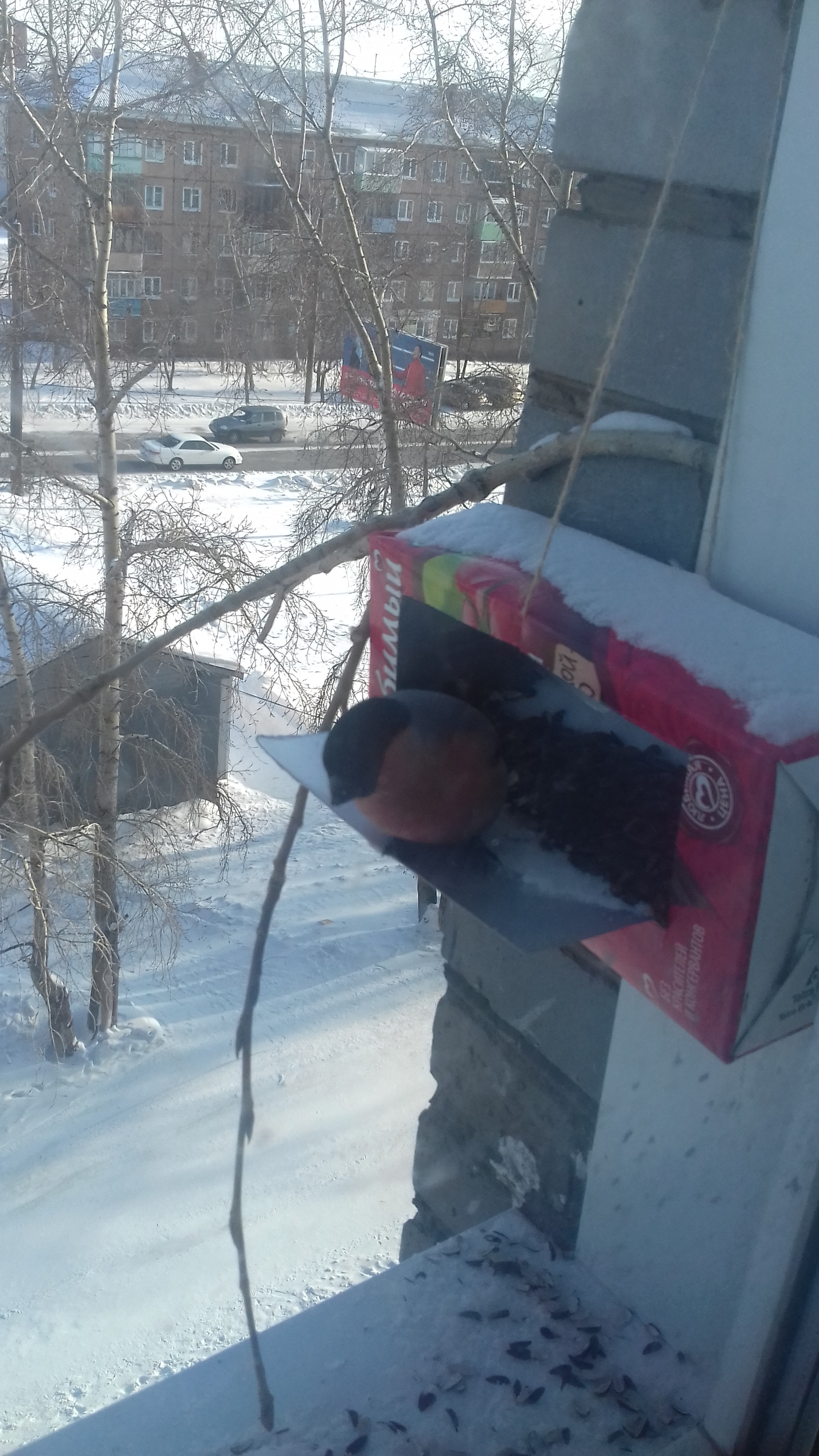 The bullfinches are back. - , Siberia, cat, Winter, Birds, Trough, Longpost