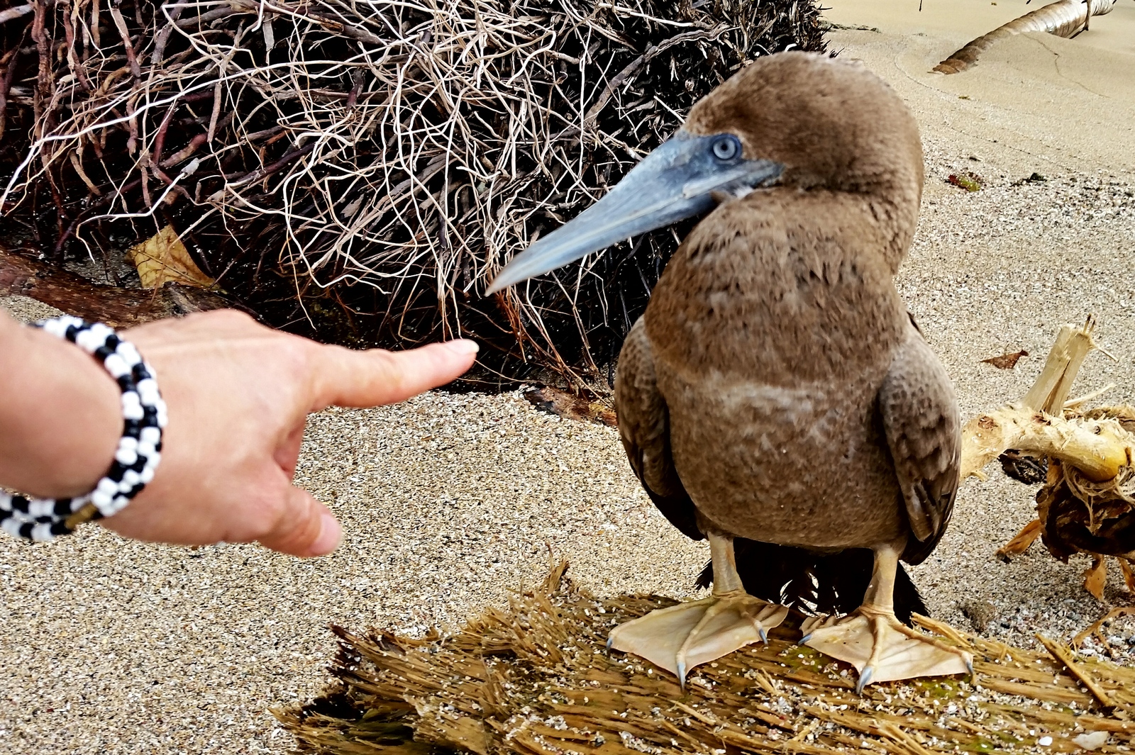 Olushenka - My, Everything is like animals, , Costa Rica, Booby, Cell, Bite, Birds, , Longpost, Evgeniya Timonova, Tag