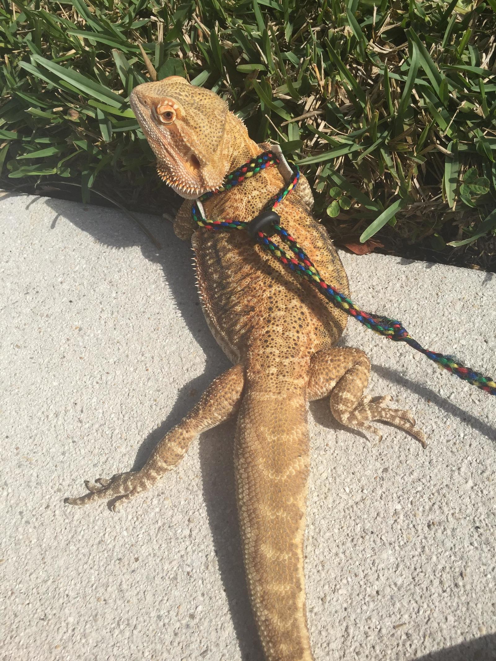 Pretty boy - Lizard, Sunbathing