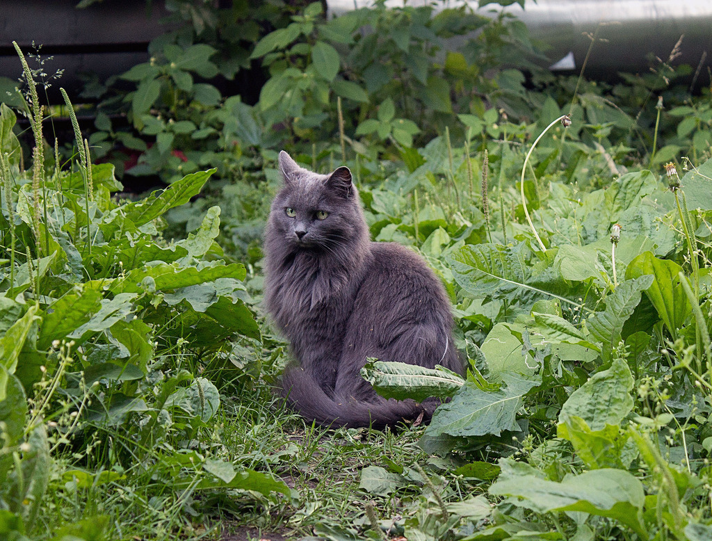 Beautiful cat - My, cat, Summer