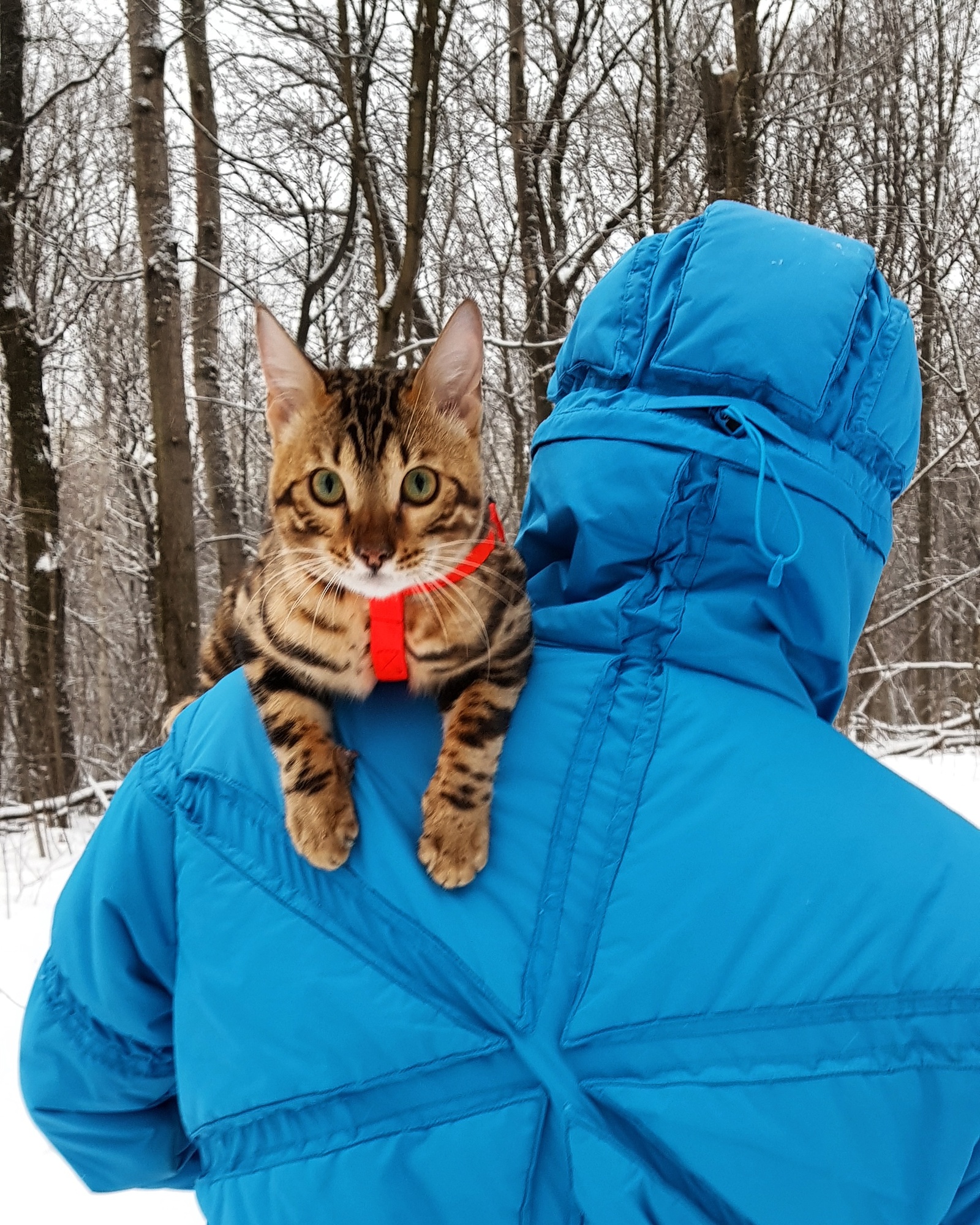 Не прощу вам этого =^.^= - Моё, Кот, Холодно, Верните меня в тепло, Сердца у вас нет