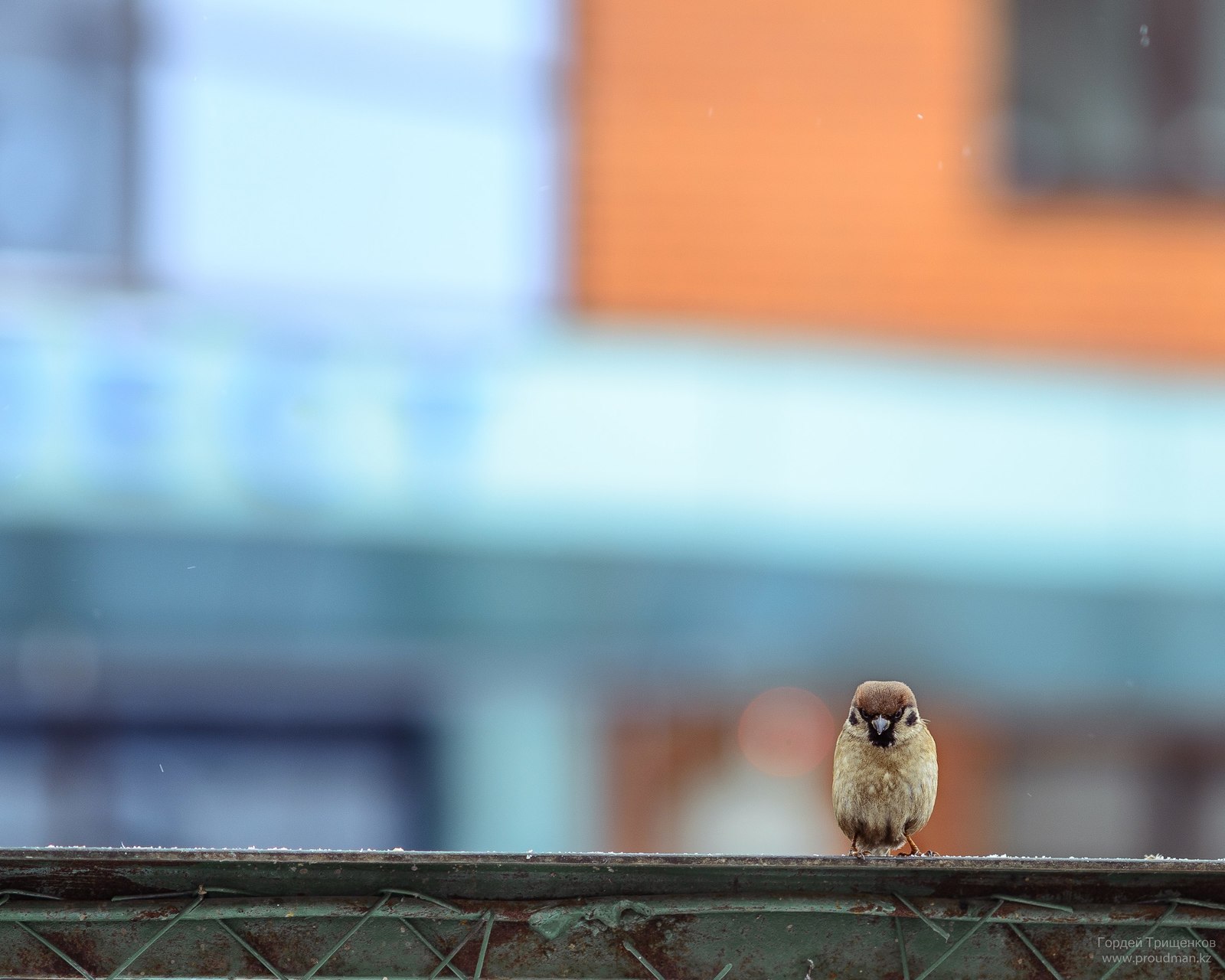 Well hello - My, Nikon, Sparrow, The photo