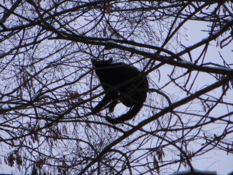 “In the meantime, it was covered with snow…” The cat-dart-climber deceived the girl-alpinist and flew away on an unscheduled flight! - Volunteering, cat, Ministry of Emergency Situations, The rescue, Longpost