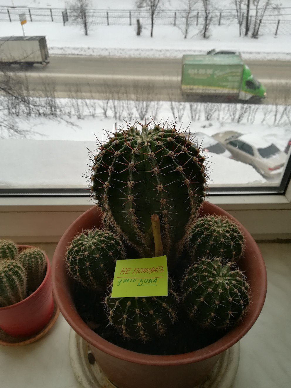 ... and snow in sugar - My, Cactus, Winter, Hello reading tags