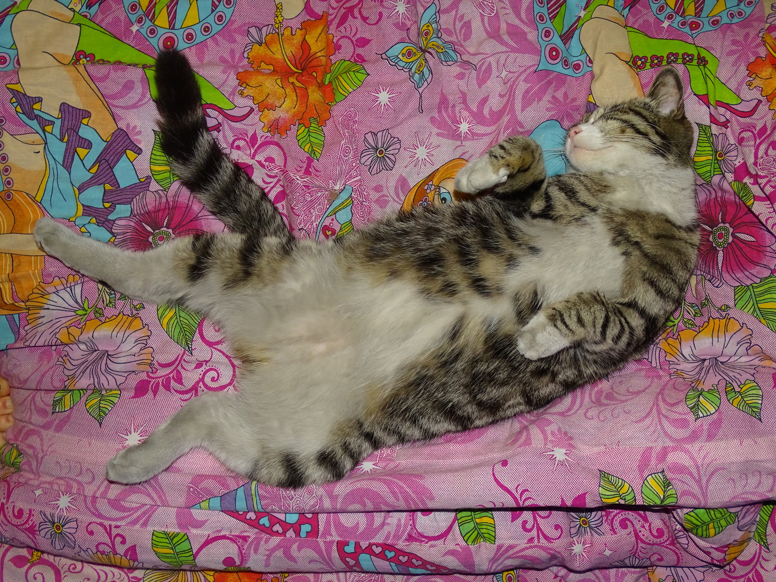 Timoshka, sleep and favorite position. - My, cat, , Bed, Dream, Funny, Longpost