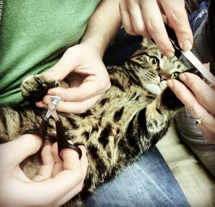 cat manicure - My, cat, Manicure, Bliss, , Scotsman