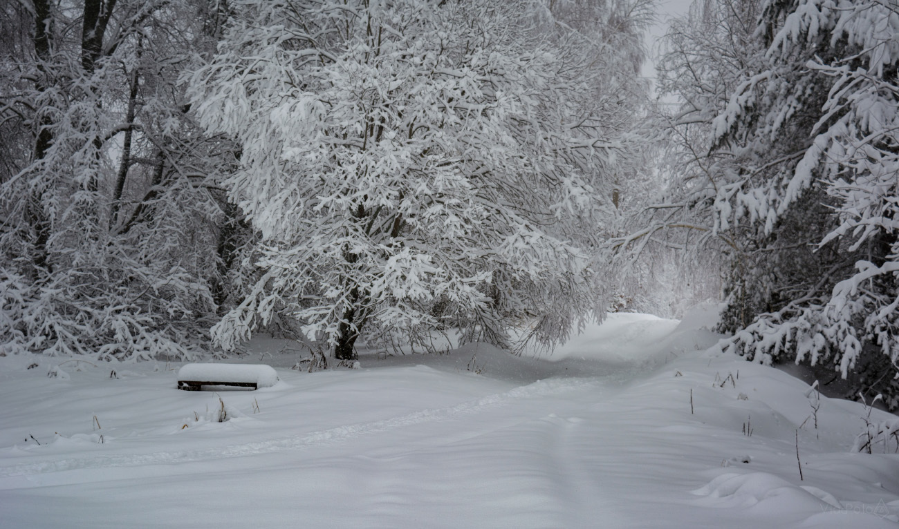 My random selection #5 - My, The photo, Landscape, Snow, Winter, Rose hip, cat, Nikon d5200, 18-55 kit, Longpost