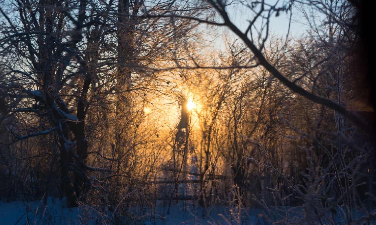 My random selection #5 - My, The photo, Landscape, Snow, Winter, Rose hip, cat, Nikon d5200, 18-55 kit, Longpost