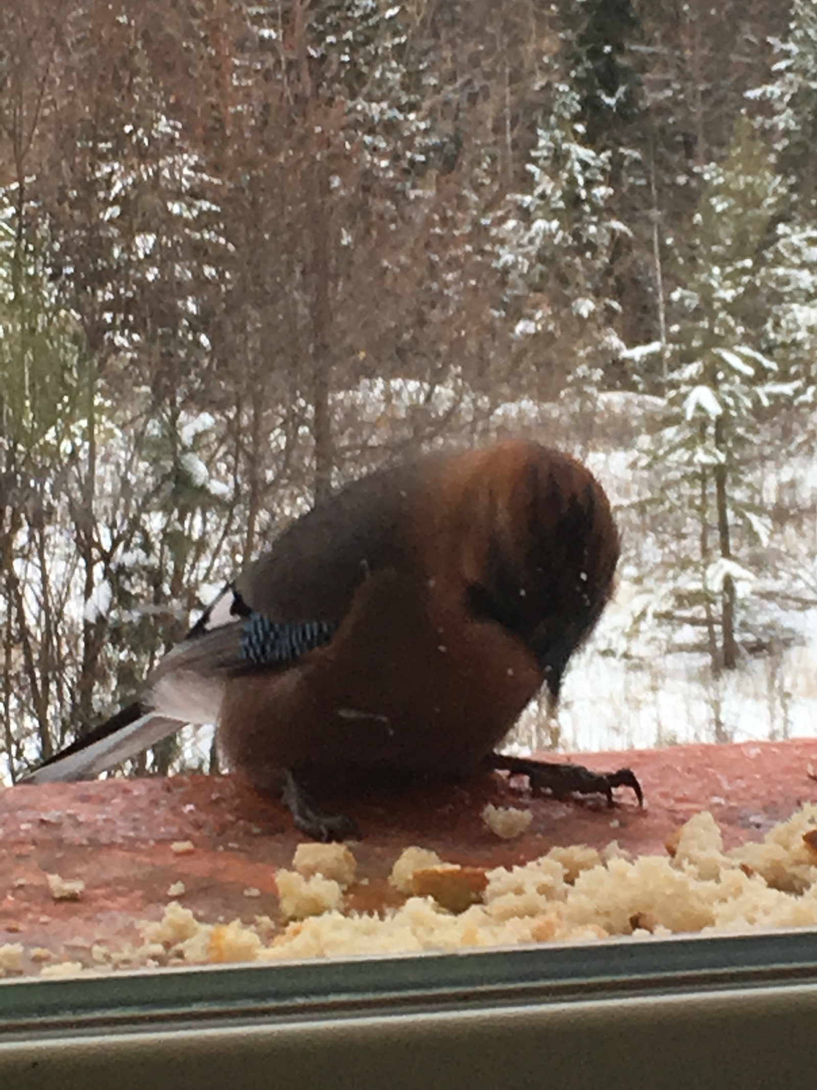 Bird) - My, Nature, Birds, Longpost